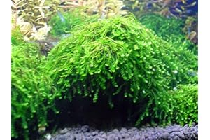 Shrimpfarm-Frankfurt Pilomoos pilotrichacea sp. Pilo Moos