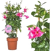 1x Dipladenia Mandevilla/Chilenischer Jasmin - ROSA - in tollen unterschiedlichen bunten Farben - circa 50 bis 60cm…