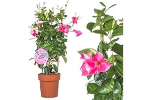 INTERFLOWERS GMBH Dipladenia Mandevilla Rosa Echte Pflanze - Chilenischer Jasmin - Dipladenia pflanze in tollen unterschiedlichen bunten Farben - circa 50 bis 60cm bunt blühende Kletterpflanze , immergrün Pflegeleichte dipladenia pflanze Mandevilla pflanze