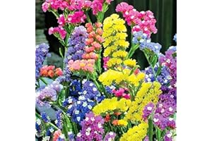 MITAIYAU 50 Pièces/Sac Graines De Limonium Sinense Vivaces Aménagement Paysager Portable Aromatique Ornemental Statice Graines De Fleurs Pour Parc Plante Jardin Graines Graines de limonium sinense