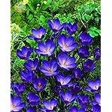 SwansGreen Lila Krokussamen Großpackung 50 Samen / Packung Home Bonsai Safran Krokusblumen Kk014