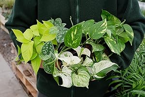 CARBETH PLANTS Pothos Houseplant Collection - 4 Beginner Friendly Plants in 12cm Pots - Including Happy Leaf, Neon Golden Pothos, Silver Satin and Devil's Ivy (1 Pack)