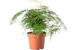 GARDENERSDREAM Asparagus Plumosus Large Indoor House Plant Real Tall Tropical Evergreen Plants (30-40cm (Incl. Pot))