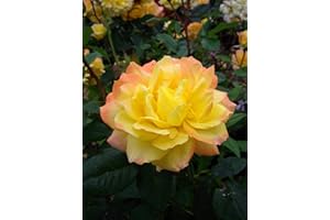 GIFTAPLANT Rose Kim- Superb Plant & Flower Gift for Mum,Mom,Her,Women,Girl & for Birthdays & All Occasions