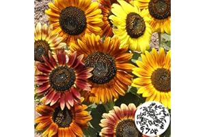 Benoon Graines De Tournesol, 100 Pièces/Sac Graines De Tournesol Parfumées à Croissance Rapide Couleurs Mélangées Couleur Mélangée Helianthus Annuus Graines De Fleurs Pour Jardin Graines de tournesol