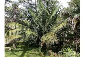 SVI 10 Seeds Elaeis guineensis African Oil Palm