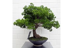 Leaf LEAF-7518 50 cm sztuczna sosna drzewko bonsai