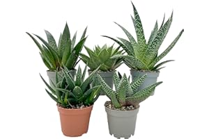 CLOUDS HILL SUCCULENTS Aloe Vera Mix (5 Large Plants 6cm Pot) Easy Care Indoors Plants for House or Office