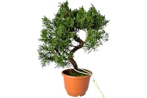 BONSAI LT Bonsai Baum in einem Plastiktopf - Juniper Chinesis aus Japan - Chinesis Wacholder (12 cm Schale, 30-35cm Höhe)