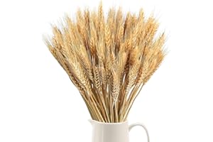 Minnhua 100pcs Flores de Trigo Seco Ramo de Hierb Ramo de Hierba de Trigo Naturalmente Flores Secas Naturales para C himenea Hogar Cocina, Mesa de Iglesia Boda