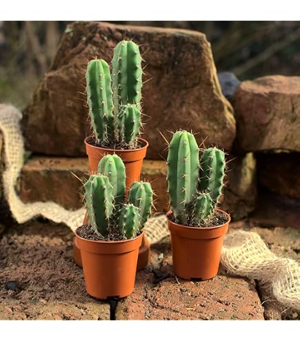 Trichocereus Peruvianus 50 Samen - San Pedro Kakteen Kaktus (Mit  Anzuchtanleitung) : Amazon.de: Garten