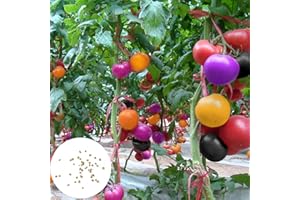 Benoon Semillas De Tomate, 200 Piezas/Bolsa Semillas De Tomate Dulce Fácil De Almacenar Vegetales Semillas De Plantas Para El Hogar arcoíris