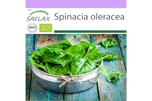SAFLAX - Ecológico - Espinaca - Gigante de Invierno - 250 semillas - Spinacia oleracea