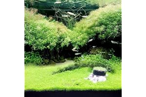 SPIRWORCHLAN 100Pcs Aquarium Water Grass Seeds Fish Tank Aquatic Plant Bonsai Landscape Decor - 100pcs Big Hairy Seeds - Flower Seeds Vegetable Seeds Fruit Seeds Garden Plant Seeds