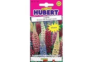 Graines de Lupin Vivace de Russel Varié - 2 grammes