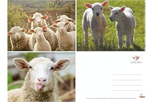 EDITION COLIBRI Lot de cartes postales de moutons rigolos avec trois cartes différentes de l'édition Colibri