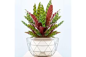 GARDENERSDREAM 1 x Calathea Insignis 40-50cm Auffällige Zimmerpflanze fürs Zuhause oder das Büro