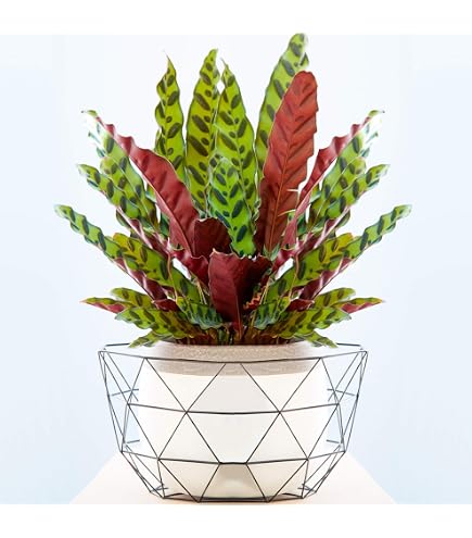 Dehner Korbmarante Triostar, Strohmanthe sanguinea, luftreinigende Wirkung,  20-30 cm inkl. Pflanztopf,  Topf 14 cm, Zimmerpflanze : Amazon.de: Garten