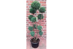 PFLANZEN BÖRING Gartenbonsai, Höhe: 130-140 cm, Bonsai, Chamaecyparis Ellwoodii, blau-grün, Zypresse, Kegelzypresse + Dünger
