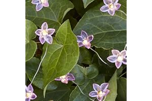 ‎LIGHTS4FUN Lights4fun 20er Micro LED Lichterkette Blumen warmweiß Timer Batterie Innen- und Außenbeleuchtung