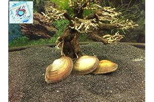 Topbilliger Tiere Teichmuschel für den Gartenteich - Algenkiller Gesundheitspolizei im Gartenteich! 3X