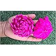 SPHINX Sola Bloomed Lotus Flowers for Decorations, Gift Packing, D-I-Y Art and Crafts, Garland Making Festive Decor Pooja Decor Table Decorations- (Dark Pink/Rani - Diameter Approx 8 cms, 2 Pieces)