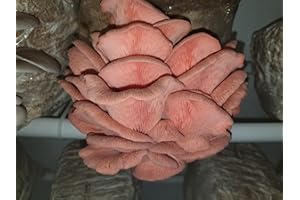 Pink Oyster Mushroom Spawn/Seed, 60g Heat Sealed Bag (Pleurotus djamor) Foragers Table