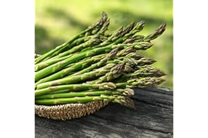 Carbeth Plants Asparagus Crown Roots for Planting - Premium Quality Easy Grow Vegetable Perennials - Quick Establishment & High Yielding Spears for Kitchen Gardens & Allotments (6, Millennium)