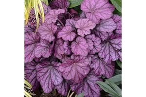 GARDENERSDREAM Heuchera Wild Rose Coral Bells Alum Root Evergreen Outdoor Perennial Garden Plants in Plant Pot (9cm Pot, 15-30cm)