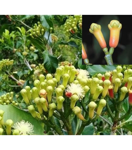 olivenbaum pflanzkübel Großer Olivenbaum, 100-110cm – Green Me Up main image 0