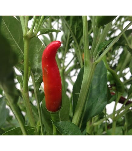 Semi Di Peperoncino Piccante Diavolicchio Calabrese &ndash; Alta Qualit&agrave;, Vaso 14, Semi Di Ortaggi, Nuovi