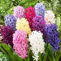 50 Bulbes De Jacinthes Mélange Coloré - Taille XXL 16/17 Cm, Parfumées, Floraison Printemps, Pour Jardins, Pots, Bordures - 5
