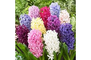 DUTCH BULBS EXCLUSIVE PLANTS FROM HOLLAND Bulbes Jacinthe Oriental Mix - 15 Bulbes de Fleurs à Planter Exterieur - 3 Couleurs Plantes Vivaces Exterieur - Parfumées - Rustique - Naturelle Plantes de Hollande (pas de graines)