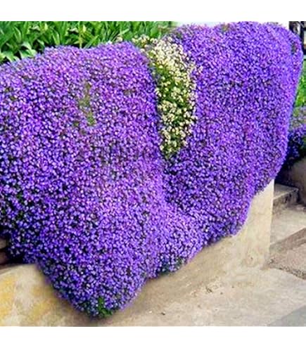 800 Semi Di Timo Strisciante - Piante Aromatiche Tappezzanti Per Balconi E Giardini - Foto 6