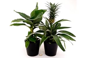 POWERS TO FLOWERS - PIANTA DEL BANANO e PIANTA DELL'ANANAS, DUO PIANTE DA FRUTTO TROPICALI, vaso13CM, piante vere