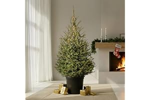 GardenersDream Norway Spruce Pot Grown Christmas Tree - Real Live Fresh Living Potted Plant (2ft, 60cm) (Expedited Despatch)