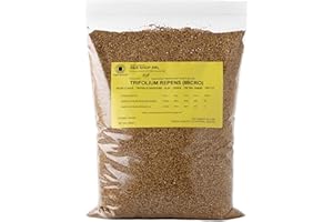 R&R SHOP - Semences de Gazon, Trèfle Nain Trifolium Repens, ans Tonte, Praticable et Couvre-Sol (200g – 50m²)