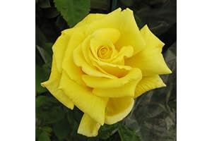 GORGEOUS GARDEN ROSES Forget Me Not - 5.5lt Potted Hybrid Tea Garden Rose Bush - Superb Large Yellow/Lemon Blooms, Great Health - Retirement Gift or Tribute Rose