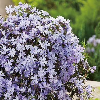 Blaue Staude Polsterphlox phlox subulata Bodendecker blaue Blüten