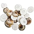 Spillbox Original Gomati | Gomathi Chakra | Chakram for Lakshmi Pooja | Puja, Wealth, Luck, Astrology (21, White)