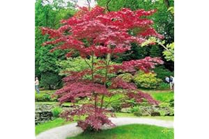 GARDENS4YOU Japanese Acer palmatum Atropurpurea - 1 Tree