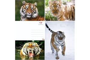 EDITION COLIBRI Set di cartoline, motivo: tigre (3 cartoline)