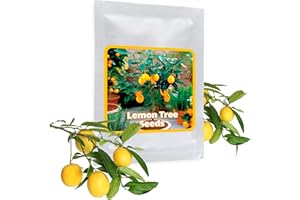Graines de Mini citronnier - 10 pcs/sac - cultivable comme bonsaï ou arbre