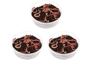proinsects 3 Dosen Rotwurm - Mix je ca. 35-45 STK. | Angelwürmer | Regenwürmer