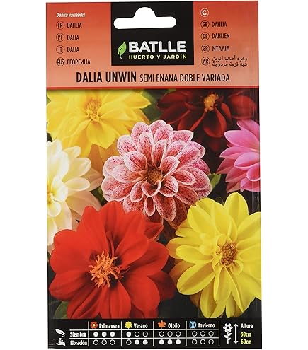 Tien decoratieve kerstvariaties met Chrysant Tien decoratieve kerstvariaties met Chrysant