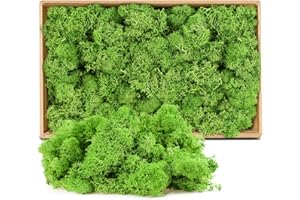 LONNEY Moos Konserviert Deko Moos zum Basteln Moosbild Modellbau Kunst Moos Natur konserviertes (602)