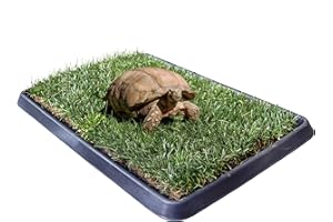 Kit S Tartarughe PetZolla 60x40 cm - Terrario Tartarughe terra in Vera Erba Naturale con Vassoio Riutilizzabile - Casetta per tartarughe di terra Naturale - Dura fino a 5 mesi