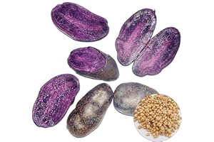 BENOON 100 semillas de patata de piel negra, morada, jardín, deliciosas plantas vegetales, semillas de patata para mujeres, hombres, niños, principiantes, jardineros regalo
