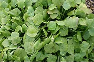 Just Seed - Salad Purslane - Claytonia perfoliata - Winter Miners Lettuce - 2500 Seeds