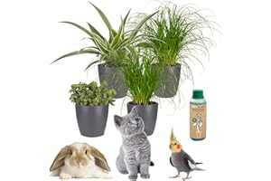 vdvelde.com - Ecoworld Bio Katzengras Pflanze, Callisia repens Futterpflanze, Grünlilie - 100% Eco - 4er Set Tiere Pflanzen Fertig mit Topf Anthrazit - Katze Zyperngras Ø12 cm, Höhe 40 cm + Dünger